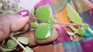 Tangled heart hanging plants care propagation in malayalam