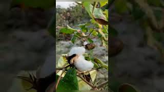 Cotton farm🌿 || kapas ki kheti#beautiful nature#farming#shorts#youtubeshort