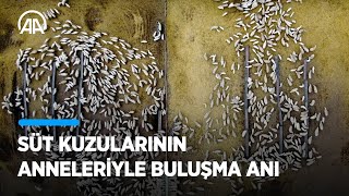 Amasya'da süt kuzularının anneleriyle buluşma anı görüntülendi