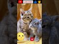 my best friends please subscribe cute cat 🙏❤️ kitten shorts cat cute dog bunny