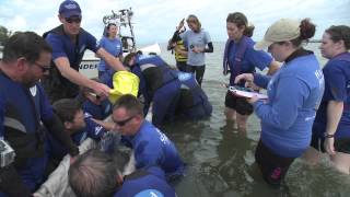 Dolphin Rescue Banana River   Cape Canaveral 1 8 13