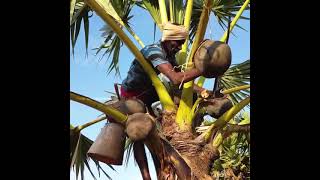 Palm Jaggery Making video #palm #Palm candy #Palm sweet