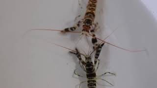 Pistol shrimp fight in a bowl.