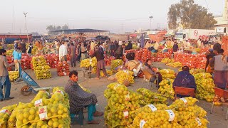 kala Malta, Khan puri malta, kinow | Fruiters, Shakri and Red blood Orange | Fresh Juicy Apple |