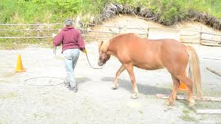 Alys Culhane and Raudi Advanced level 1 star walking Large pony June 2020