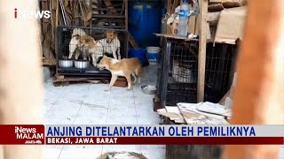 Evakuasi Belasan Anjing yang Dilantarkan oleh Pemiliknya di Bekasi #iNewsMalam 05/09