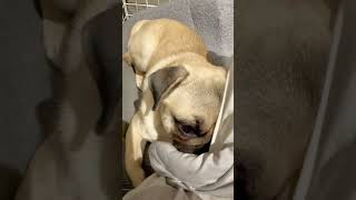 [Pug]お腹すいた 甘えん坊🐶 (spoiled dog) #shorts