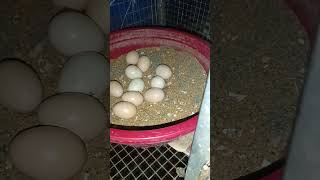 #aseel #peruvedai chicks for sale #Palakkad