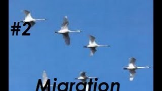 Migration - A Geography Movie