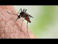 Tarihin Sauro (mosquitoe) Da Sarki Lamarudu(nimrod)