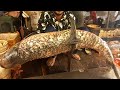 30kg Giant Black Carp Fish Cutting | Amazing Fish Cutting Skill