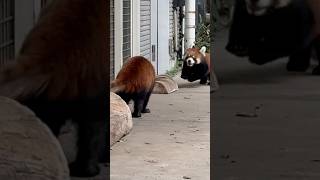 20241031レッサーパンダの親子 #レッサーパンダ #羽村市動物公園 #ヒノトントンzoo #梨梨 #たけのこ #redpanda