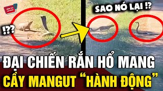 Đụng độ với 'RẮN HỔ MANG' cực độc, cầy mangut có màn 'ĐẠI CHIẾN' và cái kết | Động Tiin