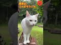 猫にゃんねる　おはよう。今日も一日、よろしくニャ！　 猫 cat ねこのいる生活 ねこ かわいい動物 animal 日課 ニャルソック 猫と遊ぶ