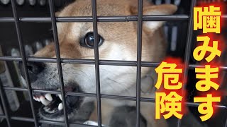 【凶暴】噛む柴犬を引き取りました(迎え入れ)