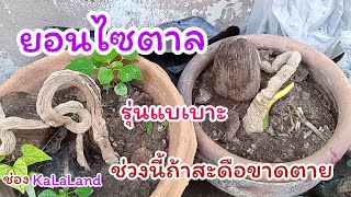 บอนไซตาลรุ่นแบเบาะสะดือยังไม่หลุด @ KaLaLand Ep27/11/2021