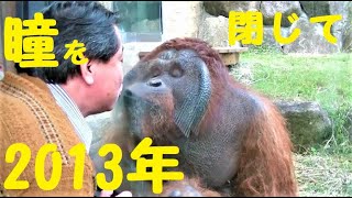 思い出⇒キューさんがガラス前に移動するおやじを追いかける　オランウータン　多摩動物公園　No75-1　403