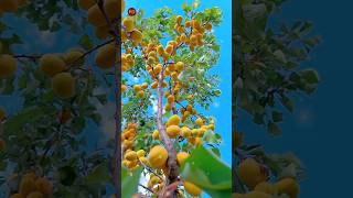 Beautiful Apricot Garden | #fruit #music #garden #nature #shorts