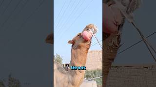 What do camels vomit out? #facts #animalfacts #animals