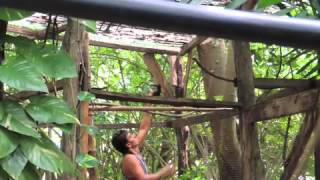 Toucan (Collared Aracari) released from Rainsong Wildlife Sanctuary