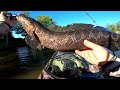 snakehead fishing in maryland . the snakehead spawn in blackwater .