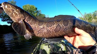 Snakehead Fishing in Maryland . The Snakehead Spawn in Blackwater .