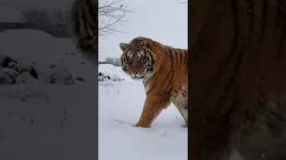 💢六百斤的东北虎向你走来带来的压力 Six hundred pounds of Siberian tiger  #animal 【跟着图尔去旅行】