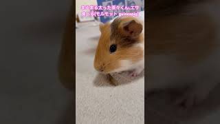 まるまる太った茶々くん、エサを食べる(モルモット guineapig) #モルモット #guineapig #かわいい #cute