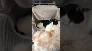 フラれた男の顔してる笑#ねこ #ねこ動画 #ねこ好き #ねこのいる生活 #cat #catlover #猫 #ふわふわ猫 #チャンネル登録よろしくお願いします