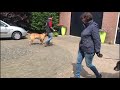 trekken aan de lijn afleren boerboel