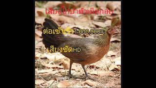 เสียงไก่ป่าตัวเมียก๋อย ต่อเข้าเร็ว1.000.000%เสียงชัด#กดติดตาม