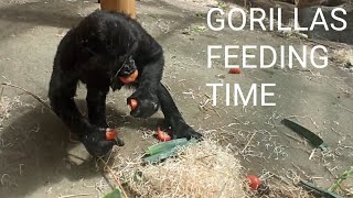 Gorillas feeding time - Zoo Antwerpen (B) - zoovenirs (39)