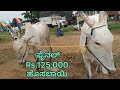 gadag bulls market ಗದಗ ಎತ್ತಿನ ಪ್ಯಾಟಿ every saturday morning kdmchannelkannada