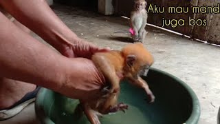 Cara memandikan anak lutung umur 1 bulan