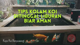 Cara Aman Kolam koi ditinggal Mudik Liburan atau Bepergian #liburan #mudik #mudiklebaran #ikankoi