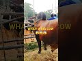 super bull cow cow videos hamba amba cow cowvideos shortfeed ringtone tiktok shorts yt