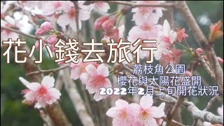 荔枝角公園櫻花與太陽花盛開2022年2月上旬花況：香港賞花2022