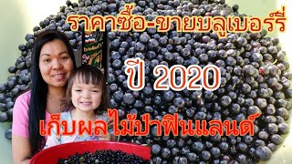 ราคา​ซื้อขายบลูเบอร์รี่​ ปี​2020 ราคาดีไหม? #เก็บผลไม้​ป่า​ #ขุมทรัพย์​ในป่าฟินแลนด์​