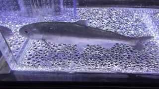 クニマス　Kunimasu　Black kokanee　 　　　　　Onchorhynchus nerka kawamurae