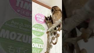 #インドオオコノハズク ぽんず\u0026もずくちゃん フクロウ保育園にホテルイン🏨おかえりなさい😊メンテナンスもキレイにしてスタッフ体験🎩ゆっくりしていってね🌈  #ペットホテル #お泊まり保育