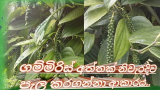 🍃නිවසේදි පහසුවෙන් ගම්මිරිස් අත්තක් පැලකර ගනිමු🌱🌱🌱🌱🍃