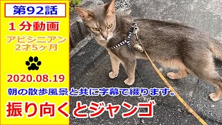 猫と散歩 アビシニアン (毎日の散歩) #92