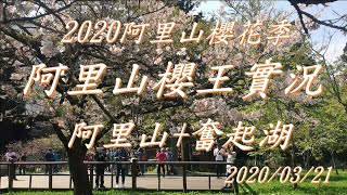 20200321阿里山櫻王實況-2020阿里山櫻花季之國光威樂假期(阿里山+奮起湖)