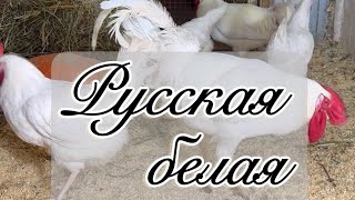 Русская белая порода кур Дарьин двор #русскаябелая #дарьиндвор #chicken #куры