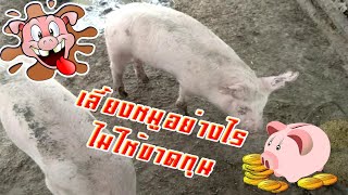 เลี้ยงหมูอย่างไรไม่ให้ขาดทุน,การเลี้ยงหมุขุน ให้ได้กำไร#เลี้ยงหมูขุนFarming for profit