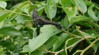 エノキに付いたヒオドシチョウ Nymphalis xanthomelas japonica の幼虫