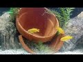 chindongo saulosi breeding progress aquarium coop unboxing