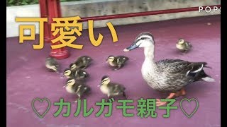 【ディズニー1】カルガモ親子のおやつタイム、可愛いすぎでした。