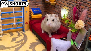 🐹 Hamster Escapes the Chaos Maze #Shorts 🐹 Homura Ham
