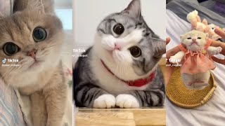 Best TikTok Cute Cats Compilation | 2024 ❤️❤️🔥